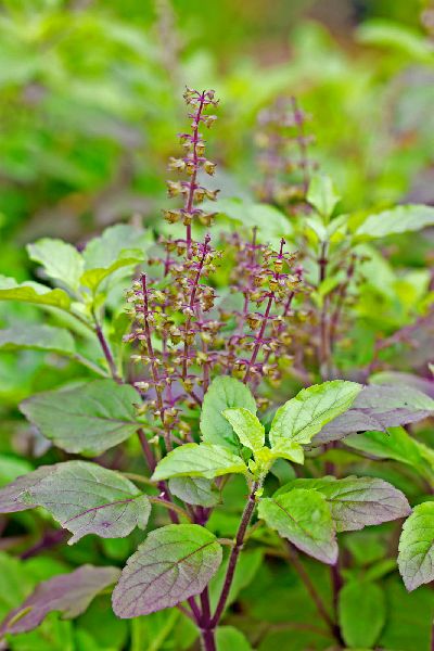 Tulsi Extract,tulsi extract, for Industrial