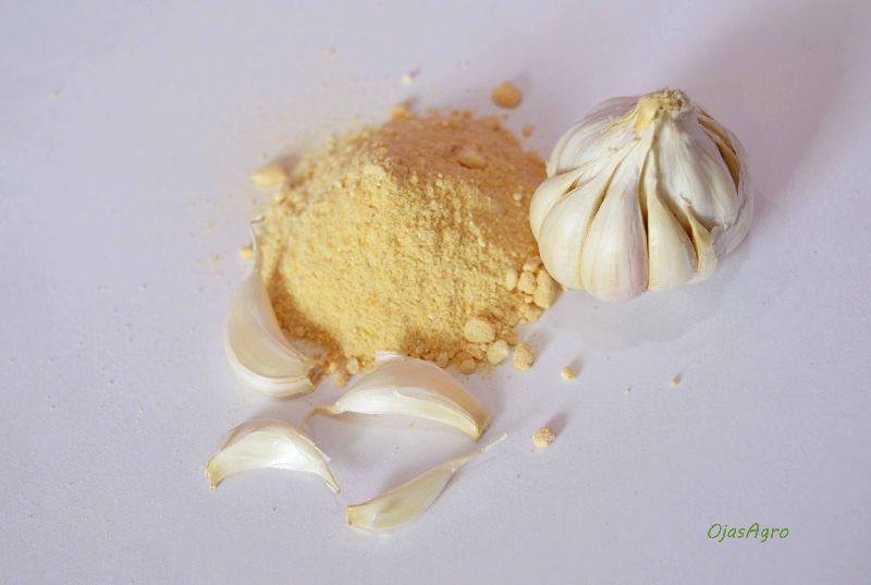 Dehydrated garlic powder, Shelf Life : 1Years