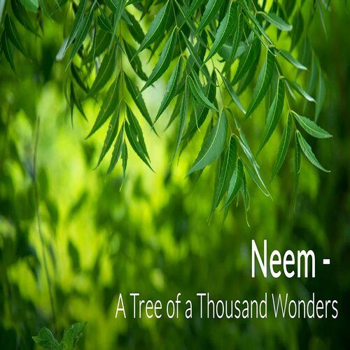 Neem Leaves, For Cosmetic, Gender : Unisex
