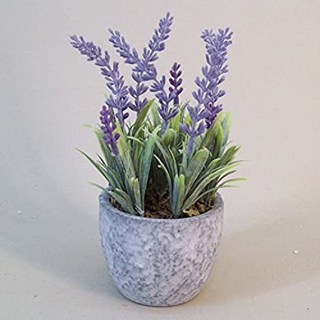 Organic Lavender Plant, for Agriculture