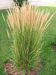 Curly Ornamental Grasses, for Lawn Purpose, Unit Size : 538 Sqft