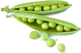 Organic pea seeds, Shelf Life : 8-10Days