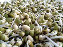 Organic Sprout Seeds, Packaging Type : Plastic Bag