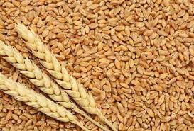 Organic Wheat Seeds, Shelf Life : 1year