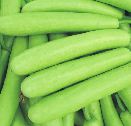 Fresh Bottle Gourd