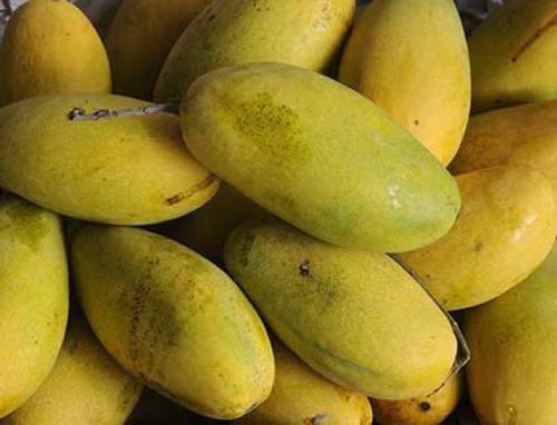 Dasheri Mango, Packaging Type : 3 KG PER COTTON