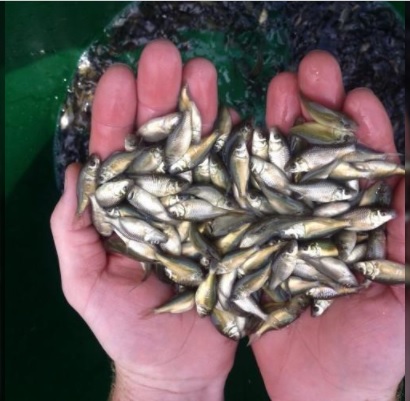 Amur Carp Fish Seed, Style : Alive