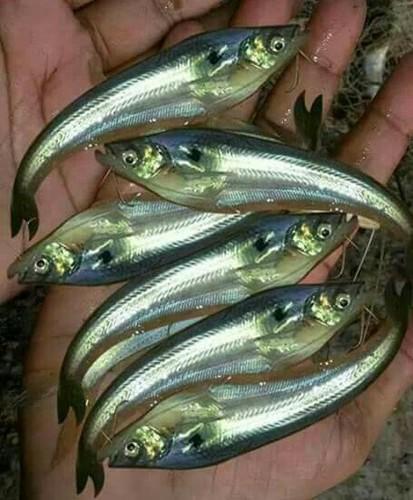 Chital fish seed, Style : Alive