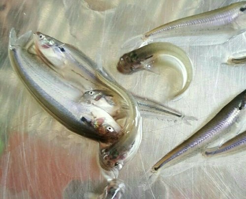 Pabda Fish Seed, Style : Alive