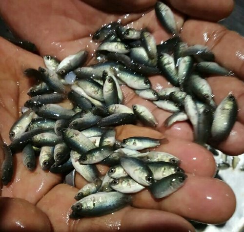 Vietnam Koi Fish Seed, Style : Alive, Fresh