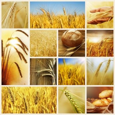 Wheat, Part : Food