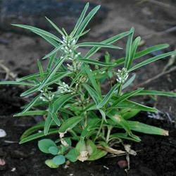 Enicostemma Littorale