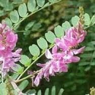 Indigofera Aspalathoides