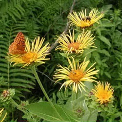 Inula racemosa