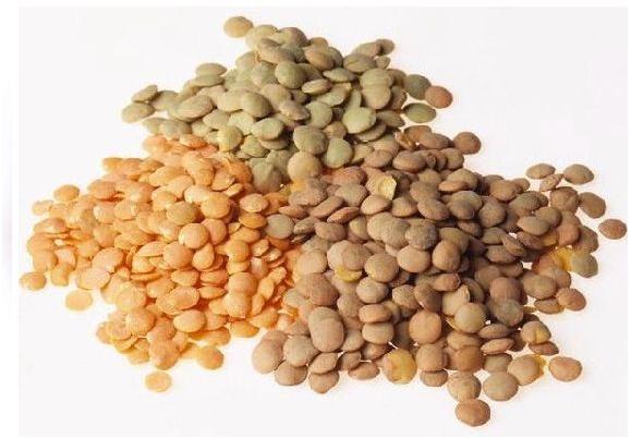 New crop green red lentils in bulk