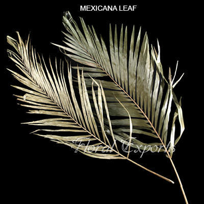 Mexicana Leaf