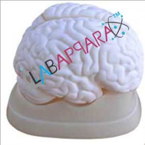 Brain Model, Size : 18.4x14x13.5 cm.
