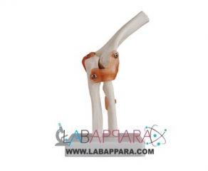 Elbow Joint Model, Size : 17×14.5x24cm.