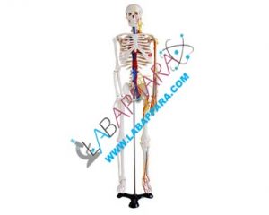 Human Skeleton Life, Features : nerve branches