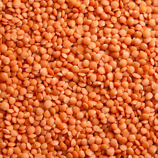 Best Quality Red Dried Lentils For Sale