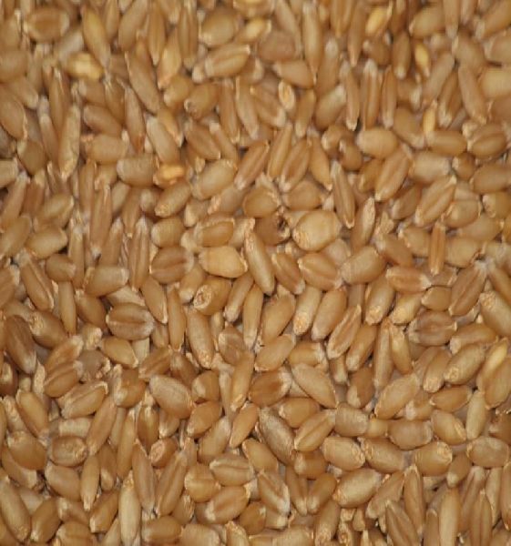 Organic Wheat Seeds, Packaging Type : Gunny Bag, Jute Bag, Plastic Bag