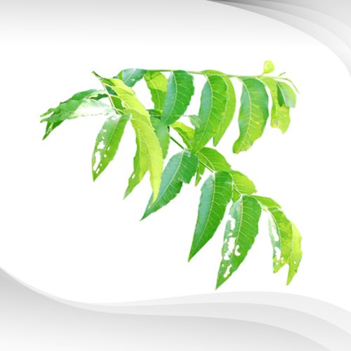 Neem Liquid Extract, Packaging Type : Drum