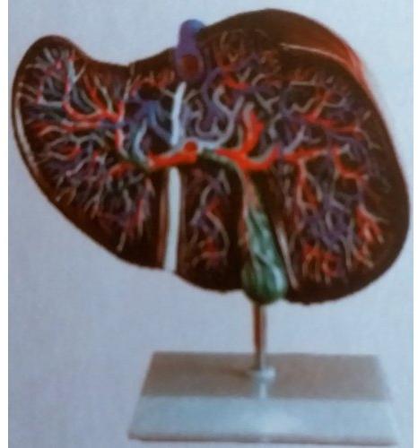 Plastic Liver Model