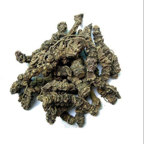 Indian Valerian