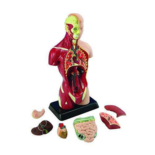 Plastic Fiber Human Anatomical Models