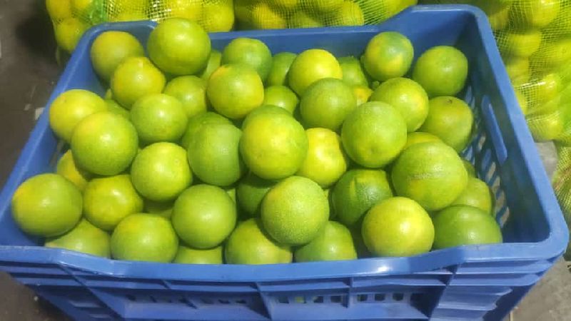 Common Fresh Lemon, for Drinks, Fast Food, Pickles, Feature : Easy To Digest, Energetic, Natural Taste