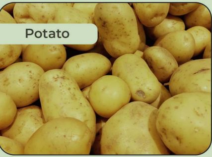 Natural fresh potato, for Cooking, Home, Restaurant, Snacks, Packaging Size : 10-20kg, 20-30kg