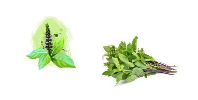 tulsi leaves