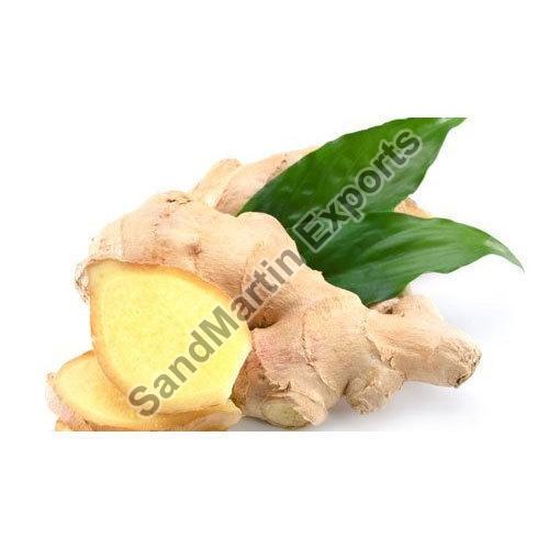 Natural Fresh Ginger, for Cooking, Medicine, Packaging Size : 5-10 Kg