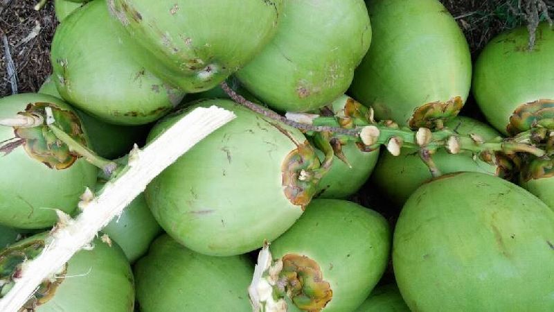 Hard Organic Green Tender Coconut