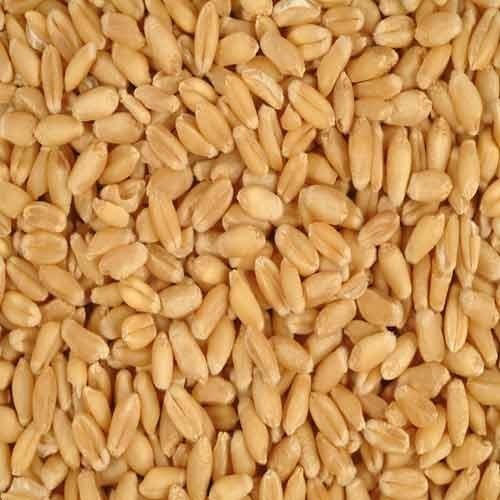 Natural Wheat Seeds, Shelf Life : 1year