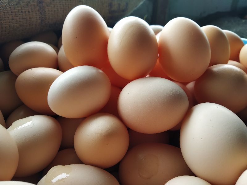 Shree Krupa Poultry Farm