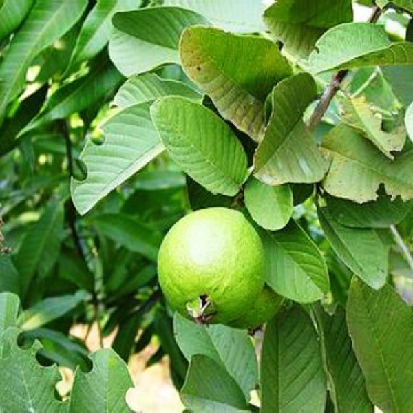 Organic Allahabad Safeda Guava Plants, for Plantation, Color : Green