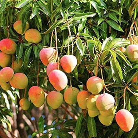 Mango plants, Style : Hybrid
