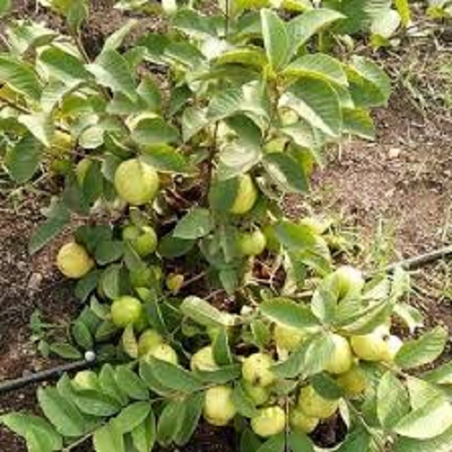 Organic Taiwan Pink Guava Plants, for Plantation, Color : Green