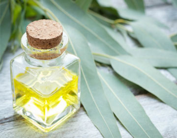 Eucalyptus oil, Feature : Freshness, Purity