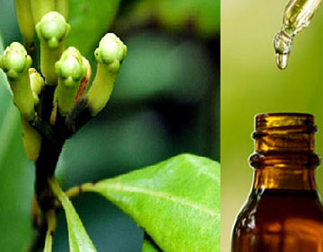 Eugenol Oil, for Aromatherapy