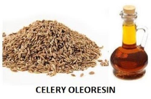 Celery Oleoresin