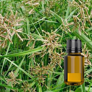 Cypriol Oil, for Incense, Medicine, Natural Perfumery, Purity : 100%