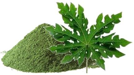Papaya Leaf Extract, for Medicinal, Food Additives, Form : Powder