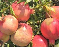 Pomegranate Tree Extract, for Medicinal, Food Additives, Packaging Type : Depends on Quantity