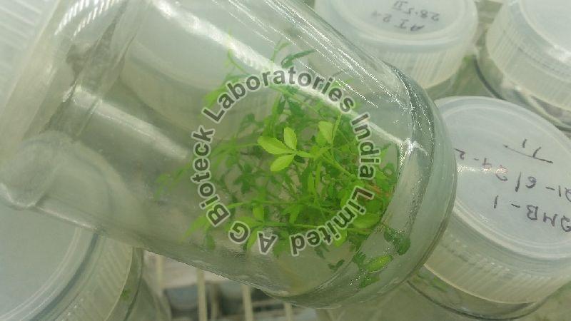 Mahavilvam Tissue Culture Plants
