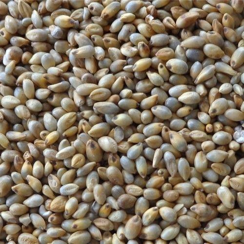 Pearl Millet, Feature : Gluten Free, Natural Taste, Non Harmful