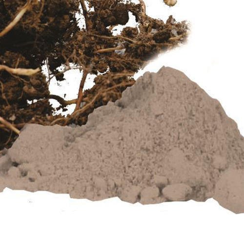 Nagarmotha Extract Powder, Shelf Life : 12 Months