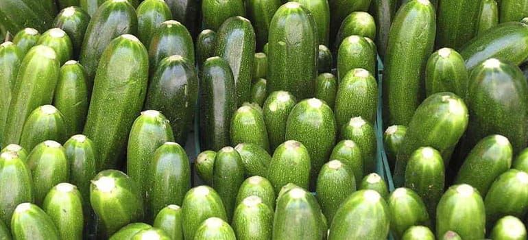 fresh cucumber