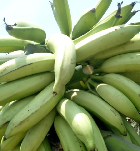 Organic Fresh Green Banana, for Human Consumption